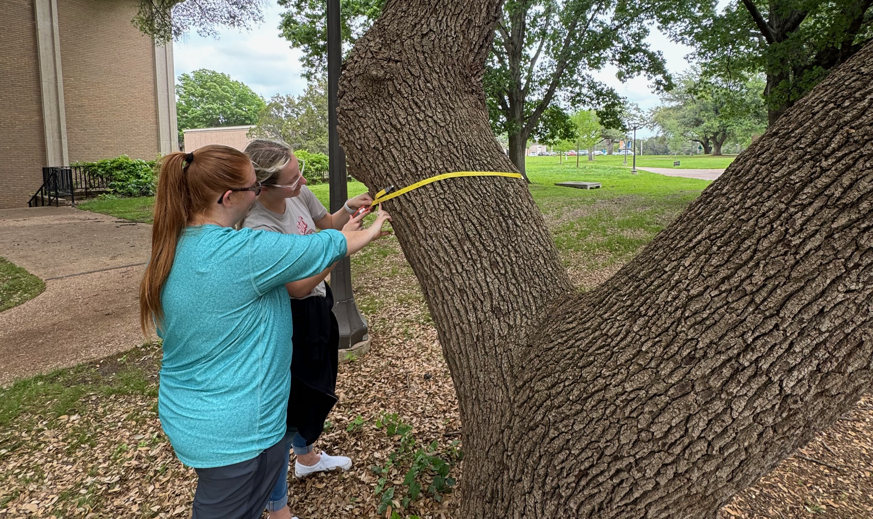 two women measuring dbh of a tree